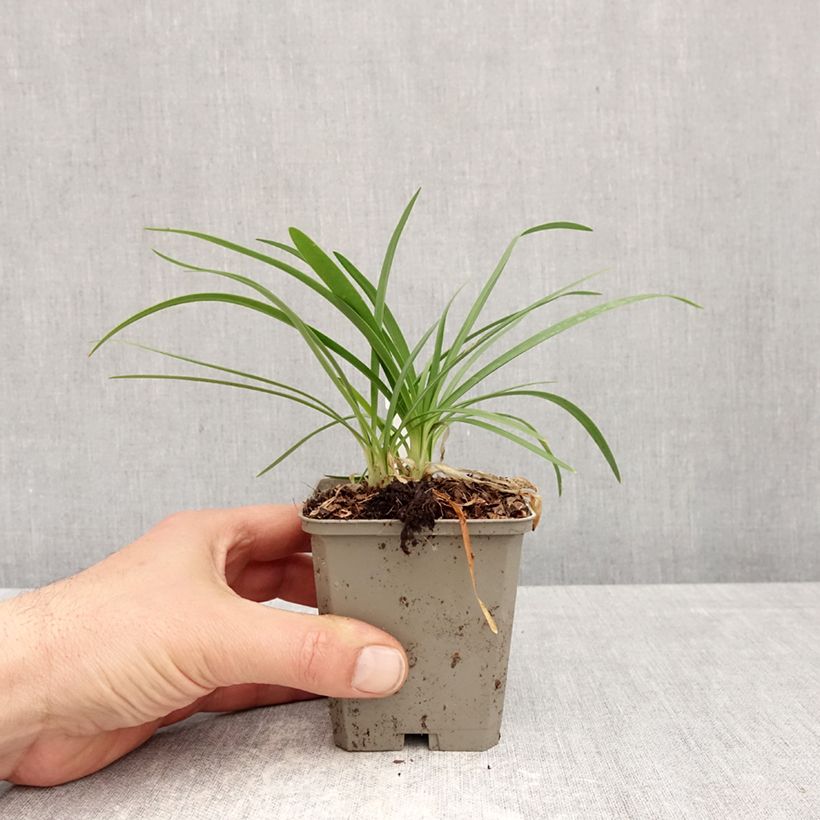 Exemplaar van Agapanthus praecox Sofie - Afrikaanse lelie Kweekpotje van 8/9 cm zoals geleverd in de lente