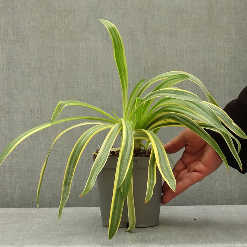 Exemplaar van Agapanthus praecox Zambezi - Afrikaanse lelie Pot van 2 l/3 l zoals geleverd in de lente