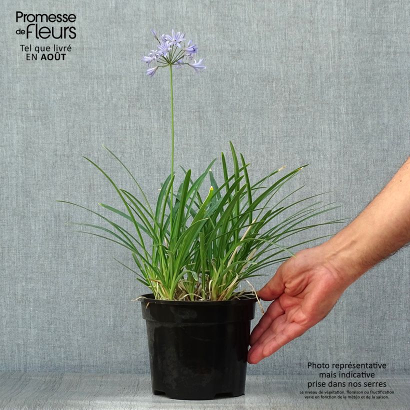Exemplaar van Agapanthus Pretty Sandy - Afrikaanse lelie Pot van 2 l/3 l zoals geleverd in de zomer