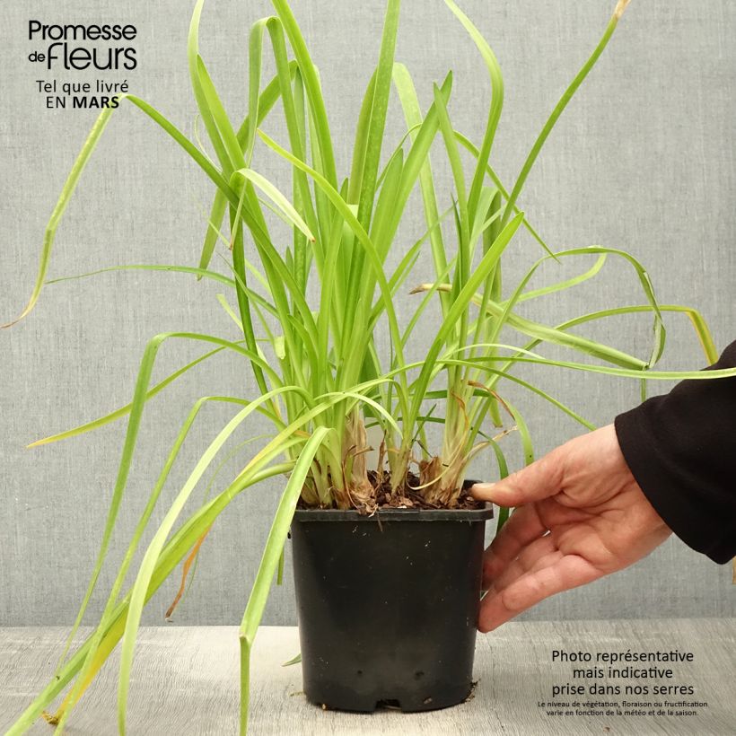 Exemplaar van Agapanthus Purple Cloud - Afrikaanse lelie Pot van 1 l/1,5 l zoals geleverd in de lente