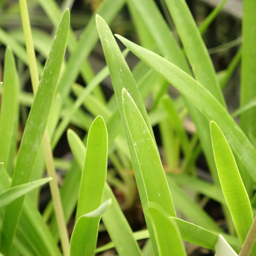 Agapanthus Rosewarne - Afrikaanse lelie (Blad)