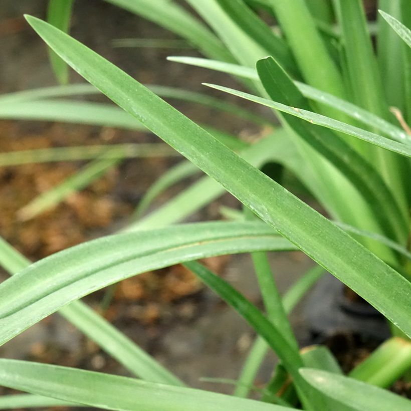 Agapanthus Royal Velvet - Afrikaanse lelie (Blad)