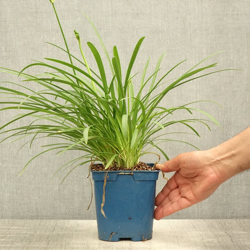 Exemplaar van Agapanthus Silver Baby - Afrikaanse lelie Pot van 2 l/3 l zoals geleverd in de zomer