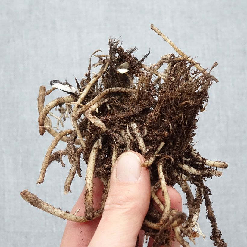 Example of Agapanthus Silver Moon - Afrikaanse lelie Naakte wortel as you get in hiver