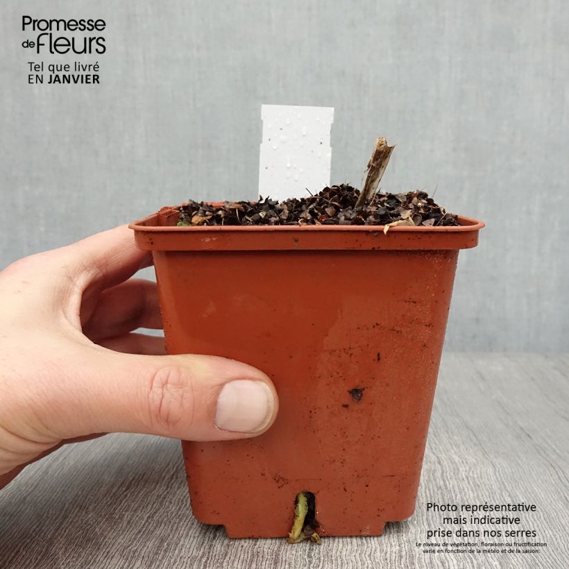 Example of Agapanthe Stars and Stripes Pot van 1 l/1,5 l as you get in hiver