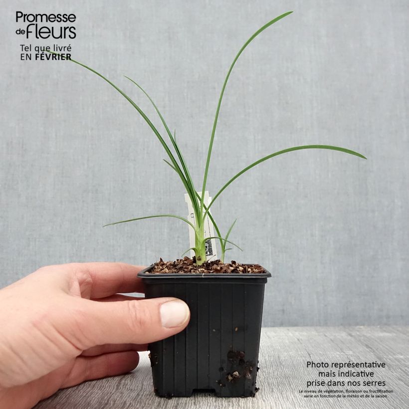 Example of Agapanthe Strawberry Ice Kweekpotje van 8/9 cm as you get in hiver