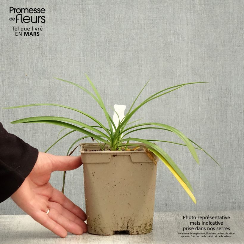 Exemplaar van Agapanthus Strawberry Ice - Afrikaanse lelie Pot van 2 l/3 l zoals geleverd in de lente