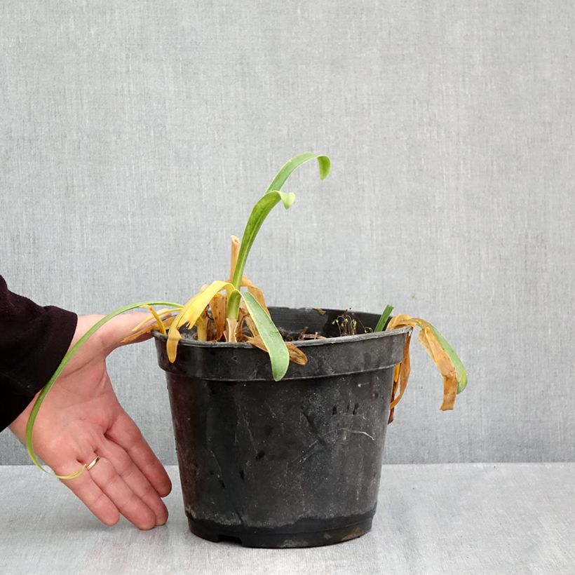 Exemplaar van Agapanthus Sunfield - Afrikaanse lelie Pot van 2 l/3 l zoals geleverd in de herfst