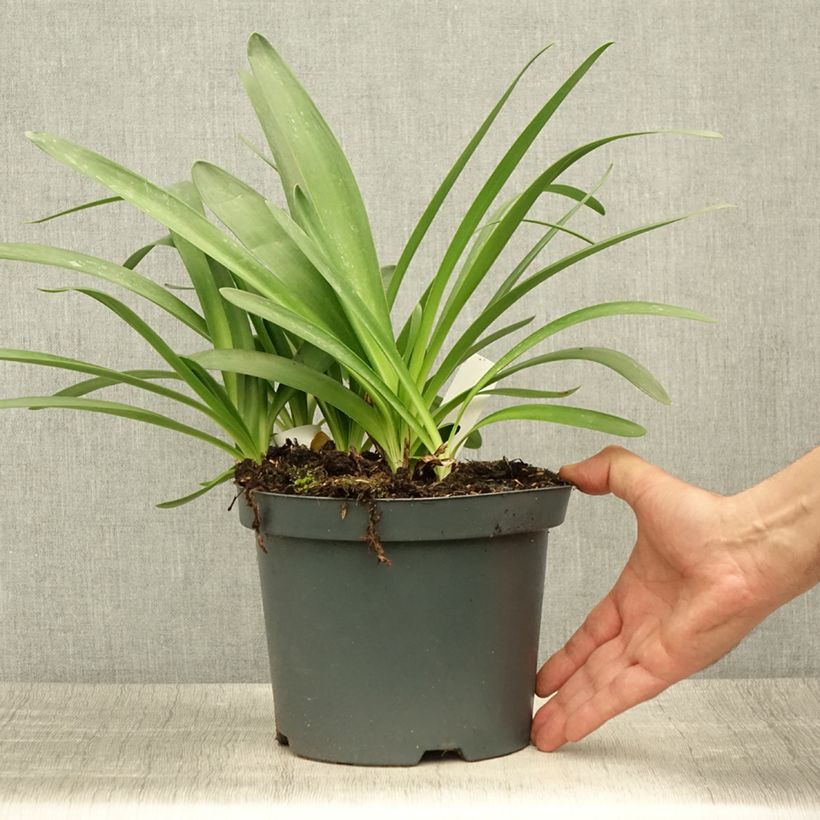 Exemplaar van Agapanthus Sunfield - Afrikaanse lelie Pot van 2 l/3 l zoals geleverd in de zomer
