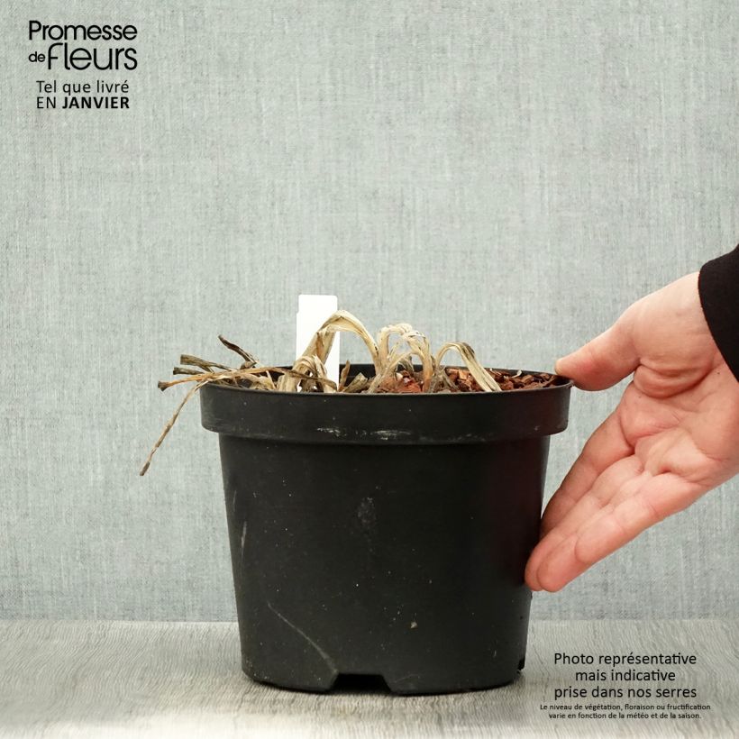 Example of Agapanthe Sunfield Pot van 2 l/3 l as you get in hiver