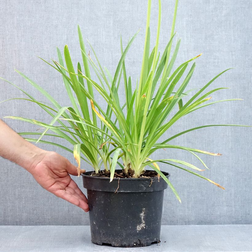 Exemplaar van Agapanthus Sunfield - Afrikaanse lelie Pot van 4 l/5 l zoals geleverd in de zomer