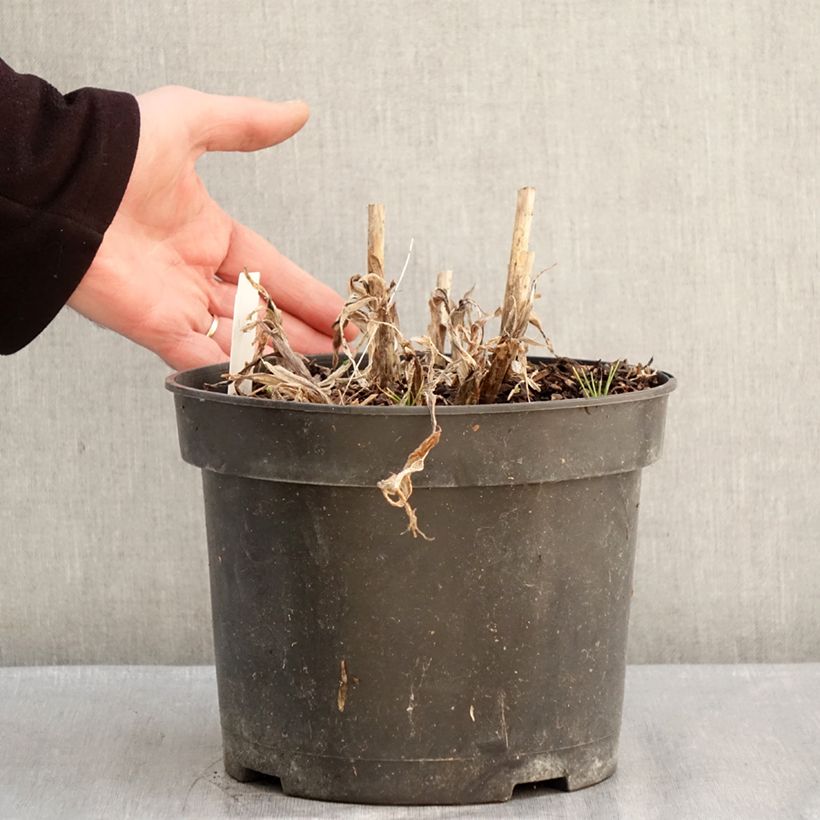 Example of Agapanthe Sunfield Pot van 4 l/5 l as you get in hiver