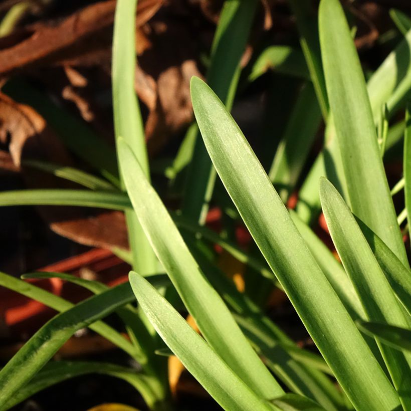 Agapanthus Tom Thumb - Afrikaanse lelie (Blad)