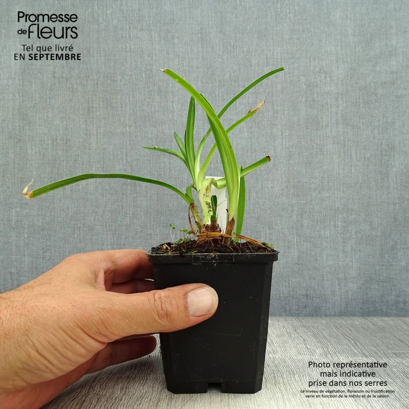 Exemplaar van Agapanthus Twister - Afrikaanse lelie Kweekpotje van 8/9 cm zoals geleverd in de herfst