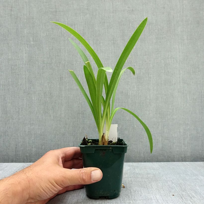Exemplaar van Agapanthus umbellatus (africanus) - Afrikaanse lelie Kweekpotje van 7/8 cm zoals geleverd in de zomer