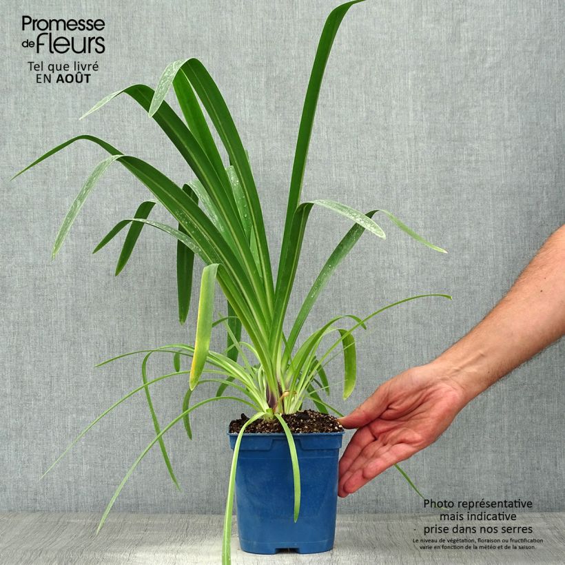 Exemplaar van Agapanthus Vallée de la Loire - Afrikaanse lelie Pot van 2 l/3 l zoals geleverd in de zomer