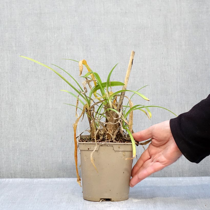 Example of Agapanthe Vallée de la Loire Pot van 2 l/3 l as you get in hiver