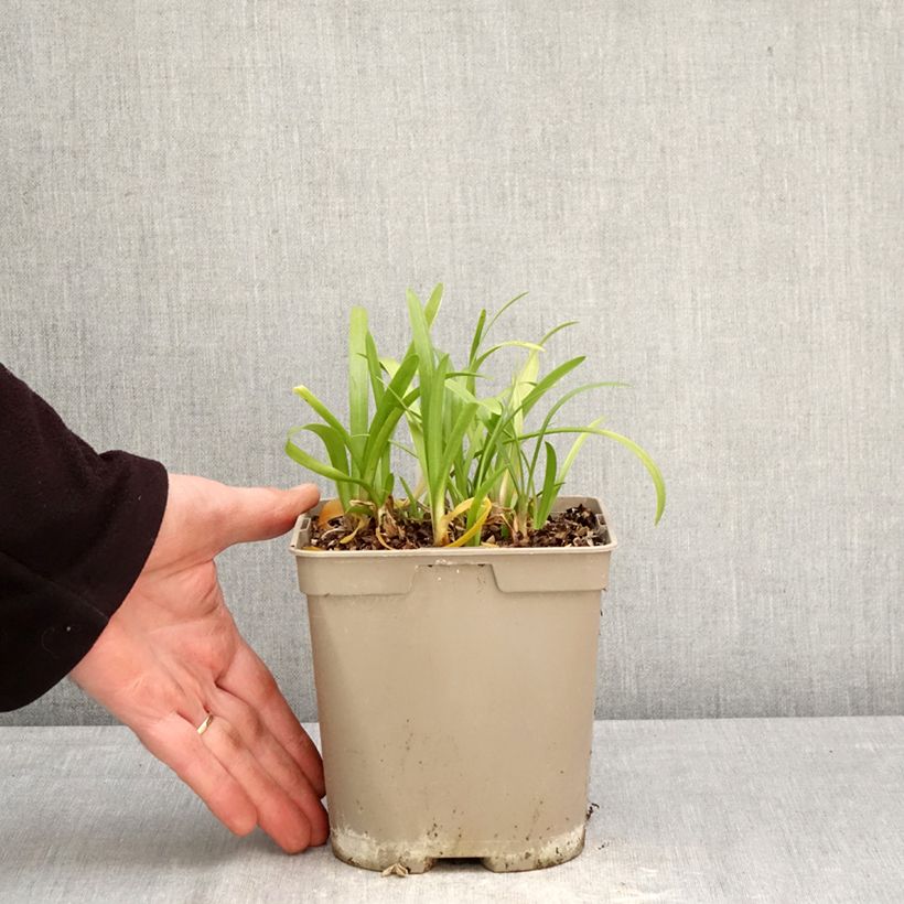 Exemplaar van Agapanthus Vallée de la Loire - Afrikaanse lelie Pot van 2 l/3 l zoals geleverd in de lente