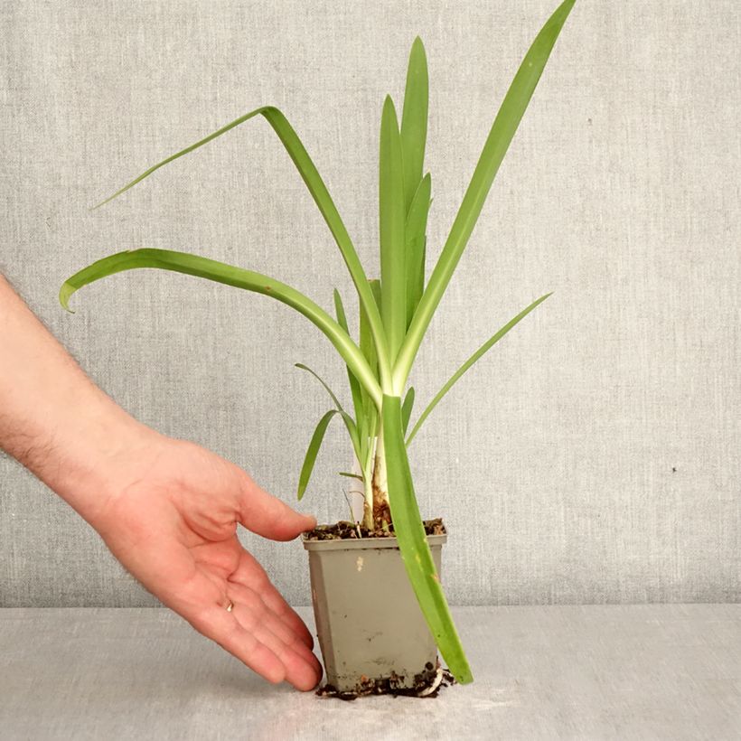 Exemplaar van Agapanthus Vallée de la Sarthe - Afrikaanse lelie Kweekpotje van 8/9 cm zoals geleverd in de lente