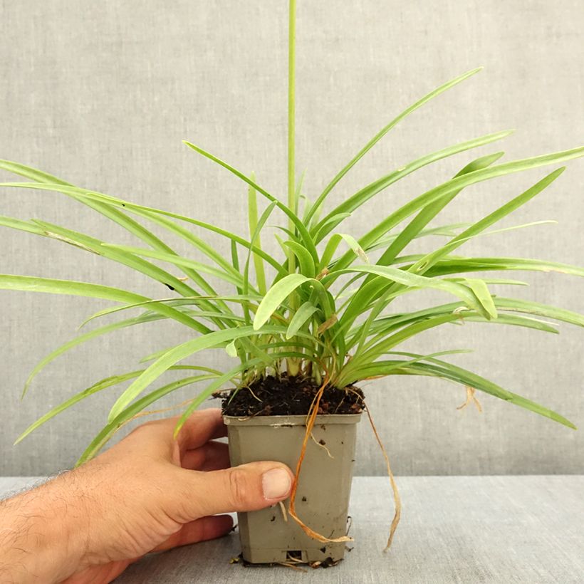 Exemplaar van Agapanthus White Baby - Afrikaanse lelie Kweekpotje van 8/9 cm zoals geleverd in de zomer