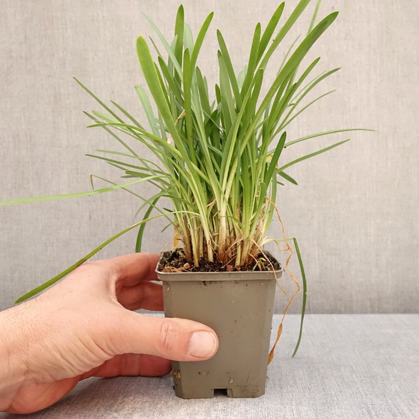 Exemplaar van Agapanthus White Baby - Afrikaanse lelie Kweekpotje van 8/9 cm zoals geleverd in de lente