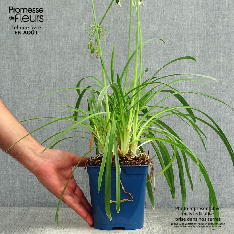 Exemplaar van Agapanthus White Baby - Afrikaanse lelie Pot van 2 l/3 l zoals geleverd in de zomer