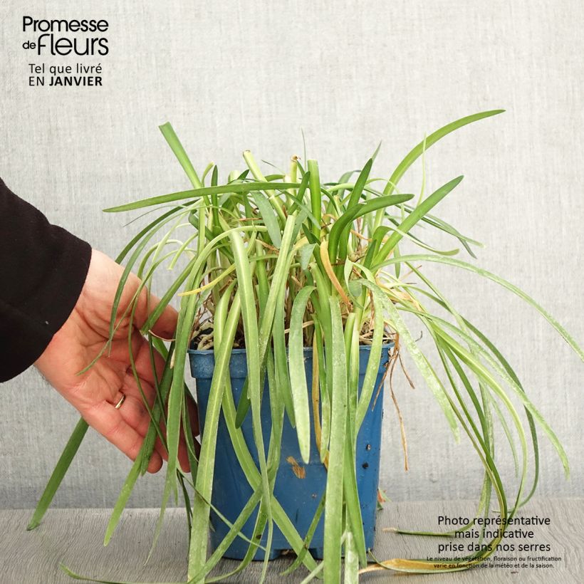 Example of Agapanthe White Baby Pot van 2 l/3 l as you get in hiver