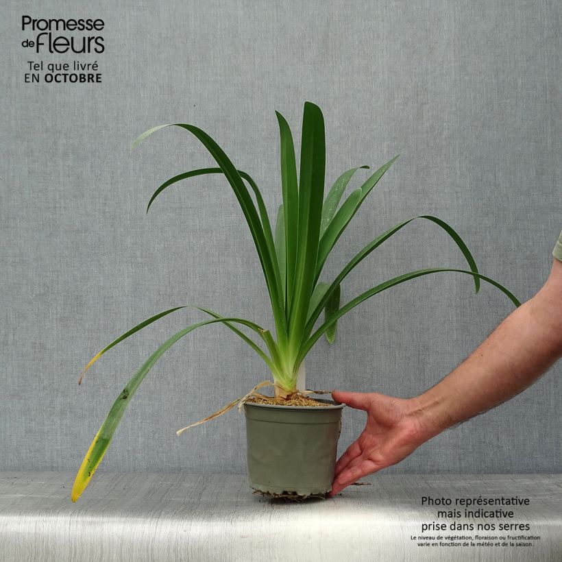 Exemplaar van Agapanthus White Heaven - Afrikaanse lelie Pot van 2 l/3 l zoals geleverd in de herfst
