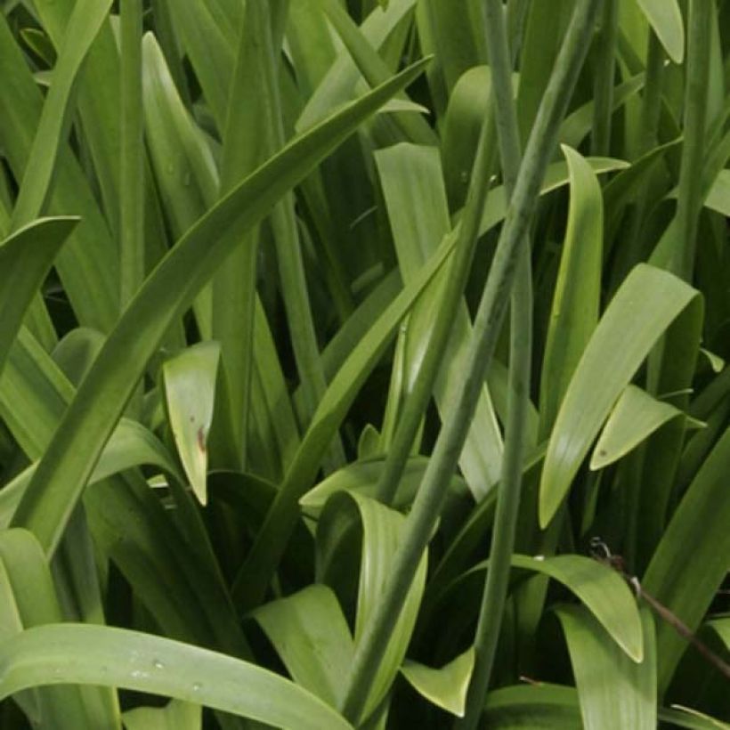 Agapanthus Windsor Grey - Afrikaanse lelie (Blad)