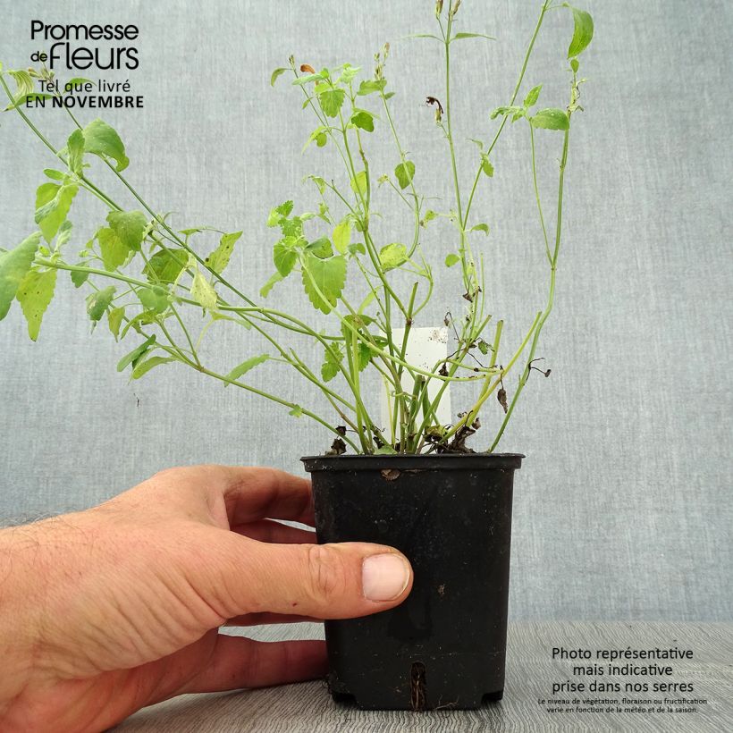 Exemplaar van Agastache aurantiaca Apricot Sprite - Agastache dorée Godet de 8/9 cm zoals geleverd in de herfst