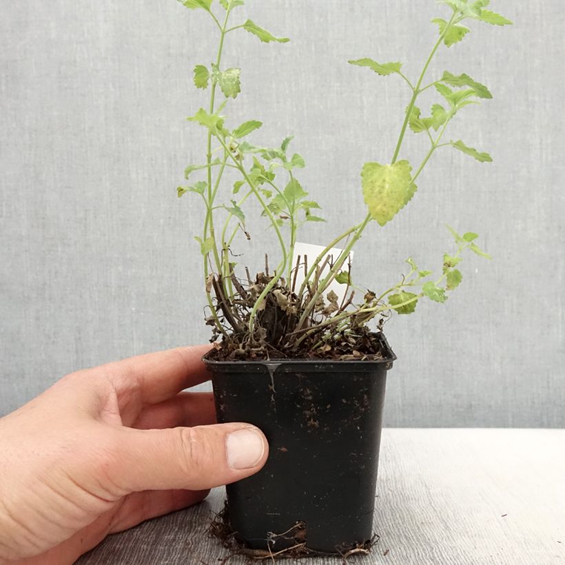 Exemplaar van Agastache Apricot Sprite - Dropplant Kweekpotje van 8/9 cm zoals geleverd in de lente