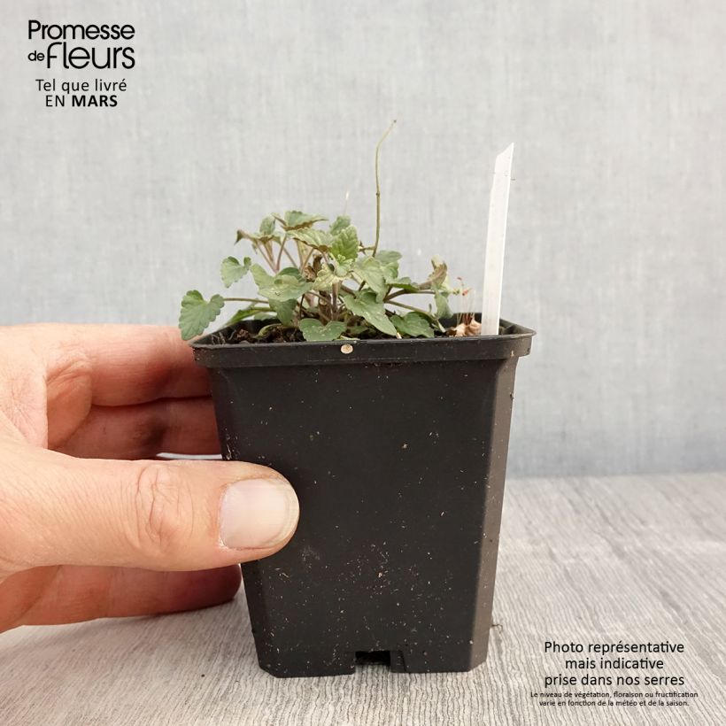 Exemplaar van Agastache Firebird - Dropplant Kweekpotje van 8/9 cm zoals geleverd in de lente