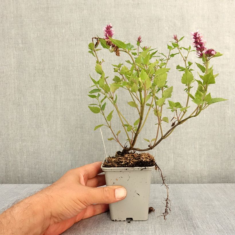 Exemplaar van Agastache Beelicious Pink - Dropplant Kweekpotje van 7/8 cm zoals geleverd in de zomer