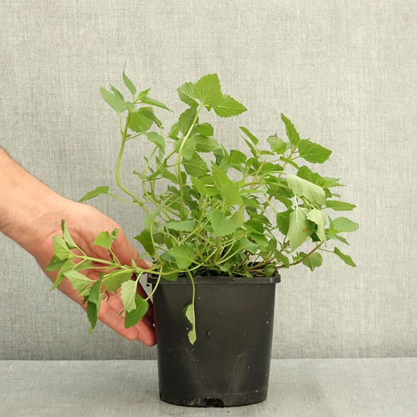 Exemplaar van Agastache Beelicious Pink - Dropplant Pot van 2 l/3 l zoals geleverd in de zomer