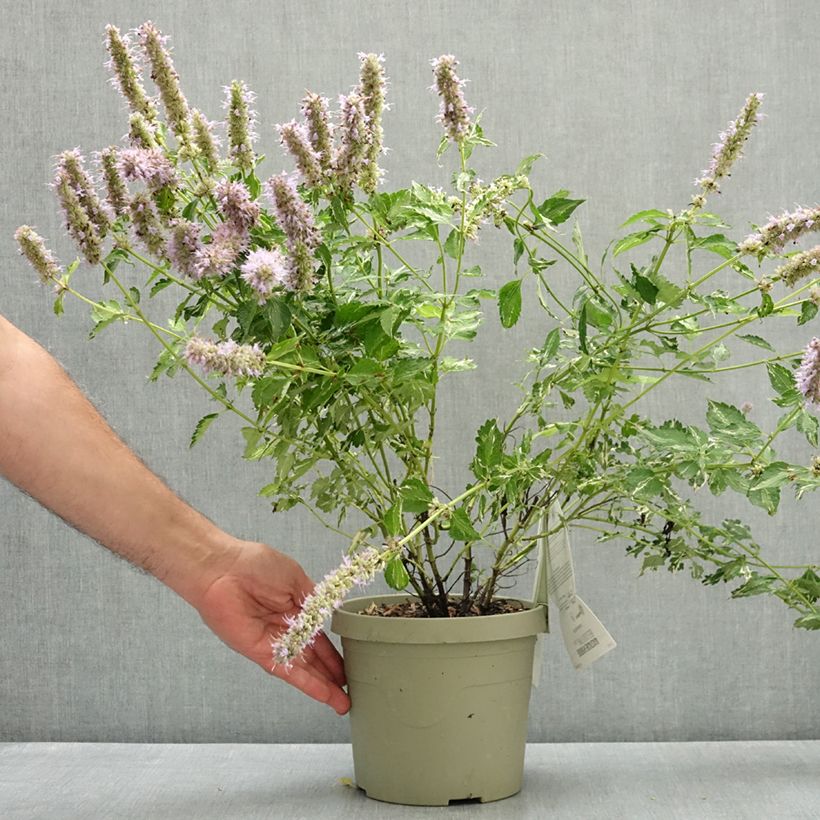 Exemplaar van Agastache Beelicious Pink - Dropplant Pot van 3 l/4 l zoals geleverd in de zomer