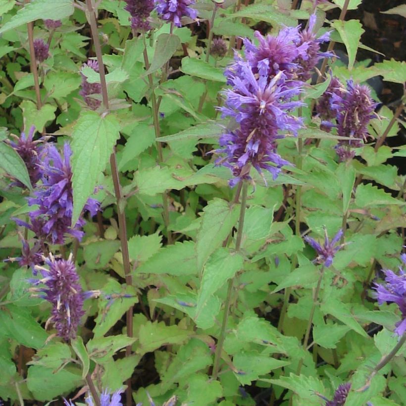 Agastache Blue Boa - Dropplant (Foliage)