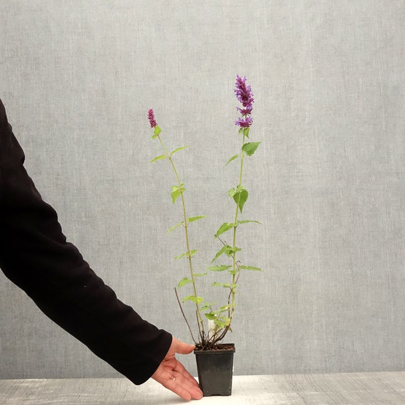 Exemplaar van Agastache Blue Boa - Dropplant Kweekpotje van 8/9 cm zoals geleverd in de zomer