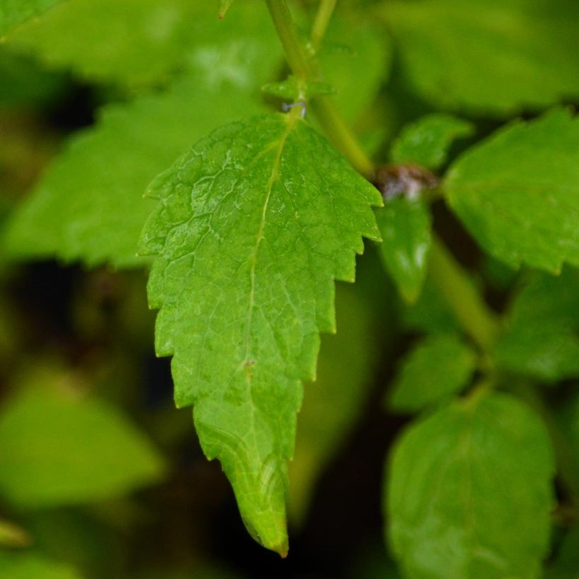 Agastache Blue Fortune - Koreaanse munt (Foliage)