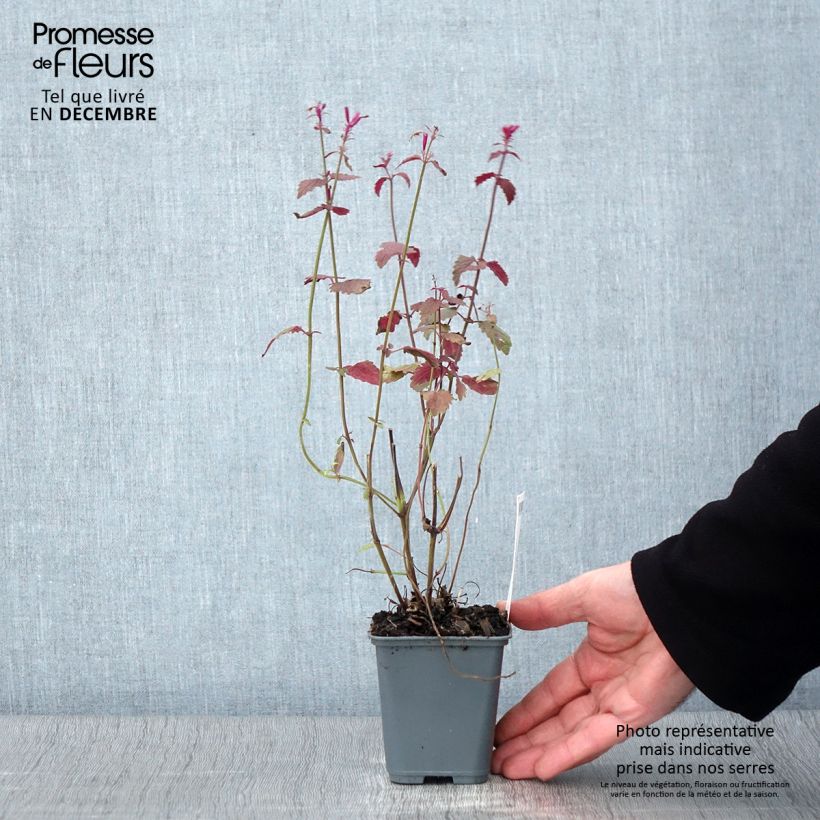 Exemplaar van Agastache cana - Dropplant Kweekpotje van 8/9 cm zoals geleverd in de herfst