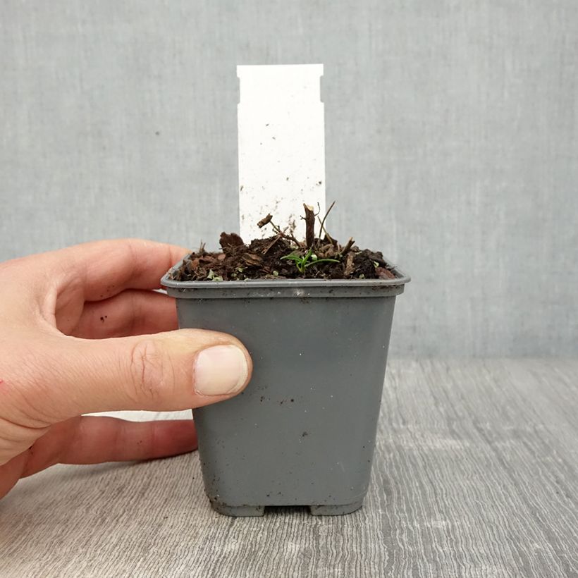 Exemplaar van Agastache cana - Dropplant Kweekpotje van 8/9 cm zoals geleverd in de lente