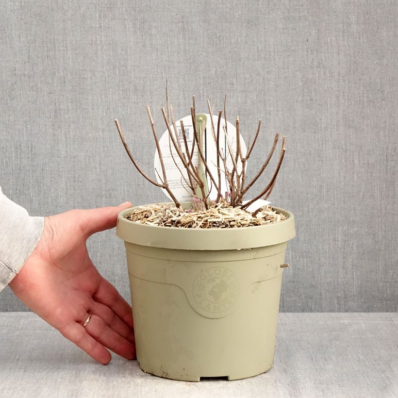 Exemplaar van Agastache Crazy Fortune - Koreaanse munt Pot van 3 l/4 l zoals geleverd in de winter