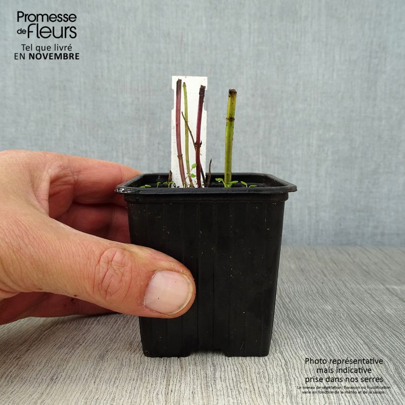 Exemplaar van Agastache foeniculum - Dropplant Kweekpotje van 8/9 cm zoals geleverd in de herfst