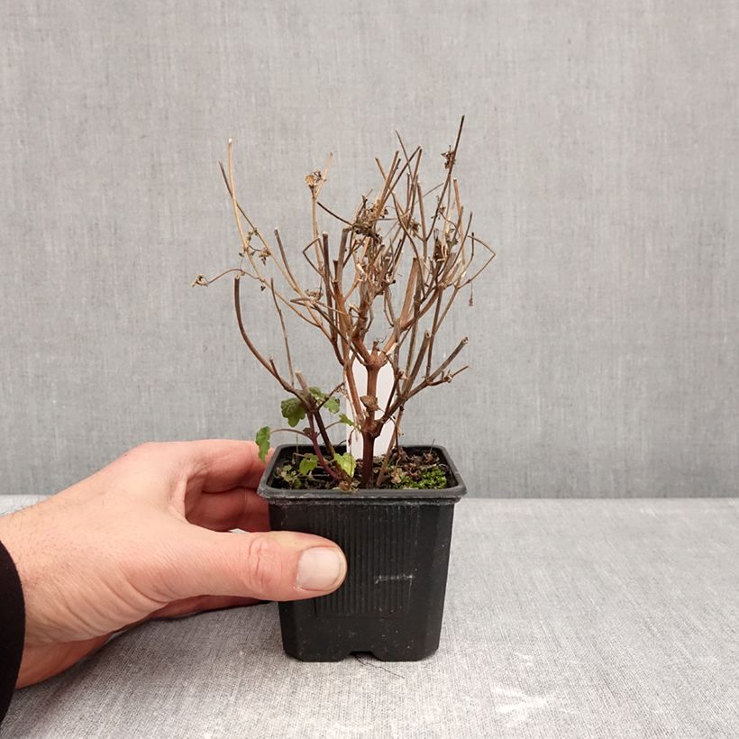 Example of Agastache foeniculum Celestia - Hysope anisée Kweekpotje van 8/9 cm as you get in hiver