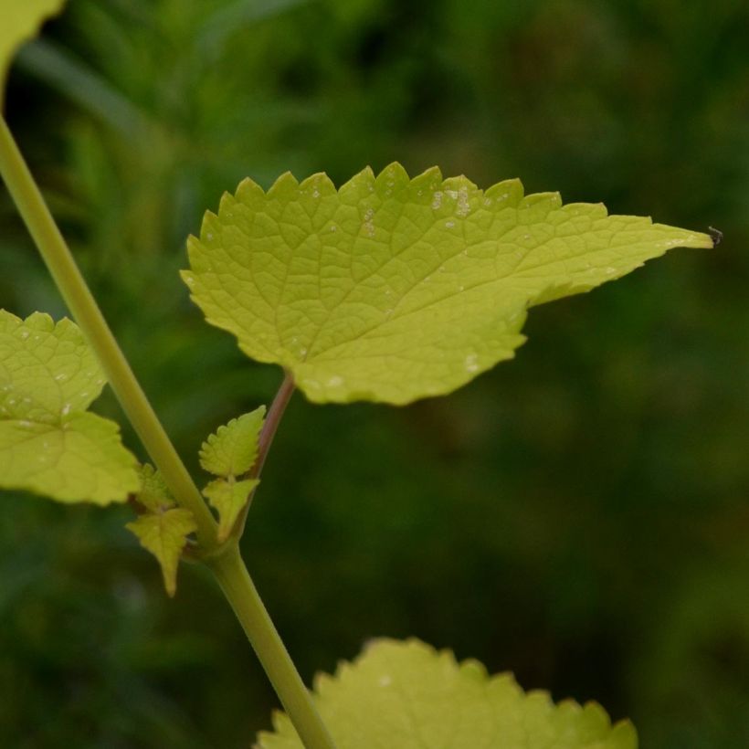 Agastache fenouil Golden Jubilee - Dropplant (Foliage)