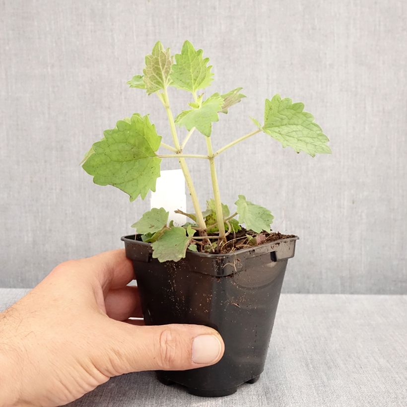 Exemplaar van Agastache Globetrotter - Dropplant Kweekpotje van 8/9 cm zoals geleverd in de herfst
