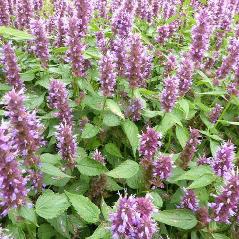 Agastache  Beelicious Purple - Dropplant (Flowering)