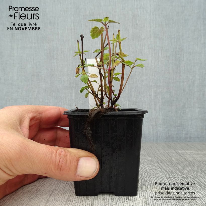 Exemplaar van Agastache Kudos Coral - Dropplant Kweekpotje van 8/9 cm zoals geleverd in de herfst
