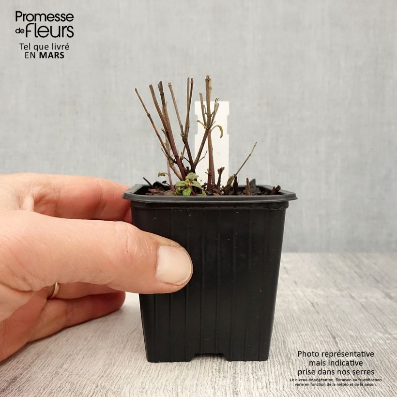 Exemplaar van Agastache Kudos Coral - Dropplant Kweekpotje van 8/9 cm zoals geleverd in de lente