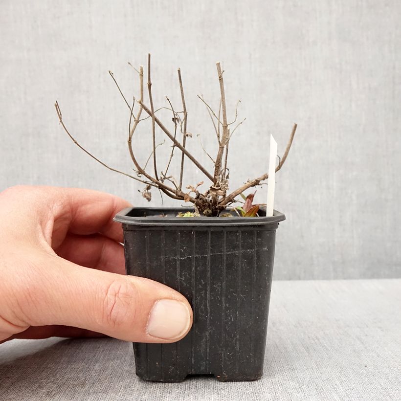 Exemplaar van Agastache Kudos Mandarin - Dropplant Kweekpotje van 8/9 cm zoals geleverd in de lente