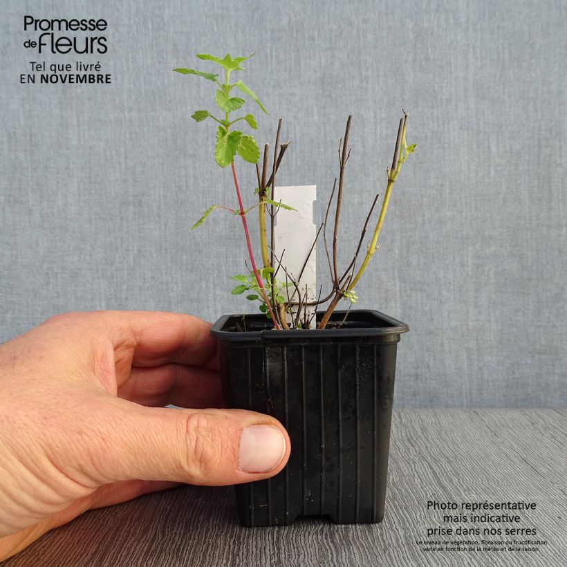 Exemplaar van Agastache Kudos Yellow - Dropplant Kweekpotje van 8/9 cm zoals geleverd in de herfst